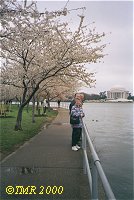 Japanske kirsebær blomstrer i Washington DC