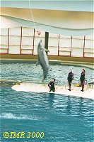 Delfin-show i akvariet i Baltimore